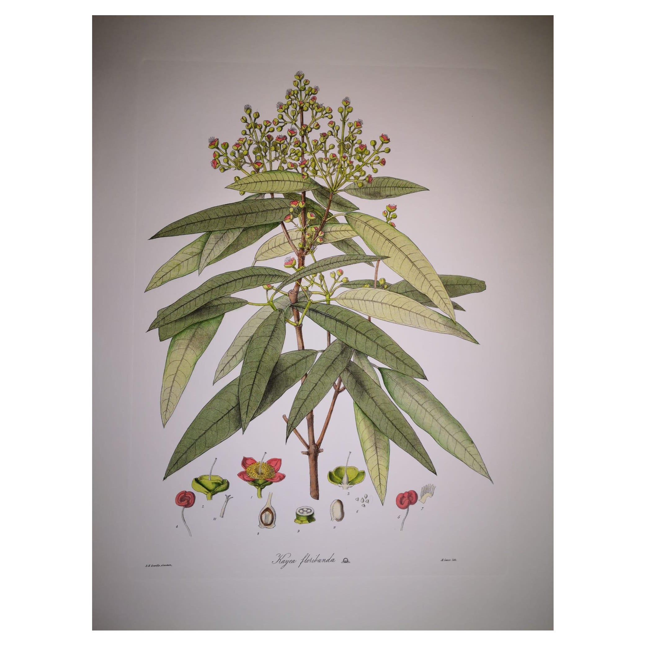 Italian Contemporary Hand Painted Botanical Print Representing Kayea Fluribonda For Sale