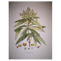 Italian Contemporary Hand Painted Botanical Print Representing Kayea Fluribonda