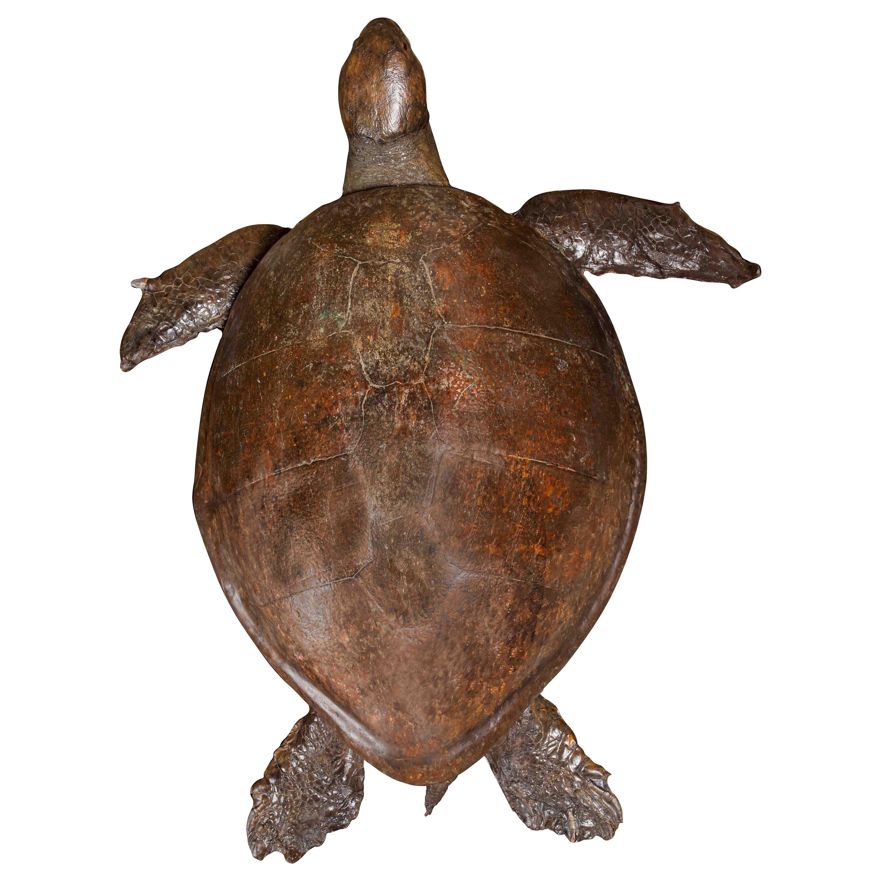 Turtle de mer victorienne géante de Taxidermie à tête de loquet
