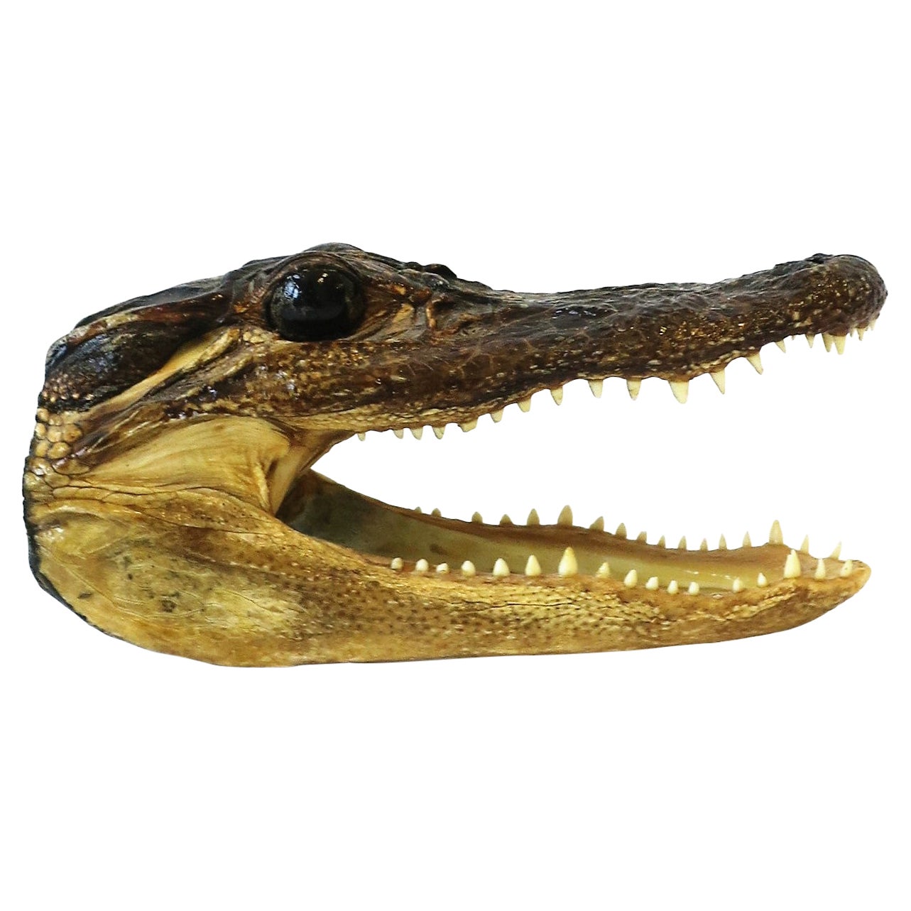 Alligator Reptile Taxidermy Decorative Object Sculpture