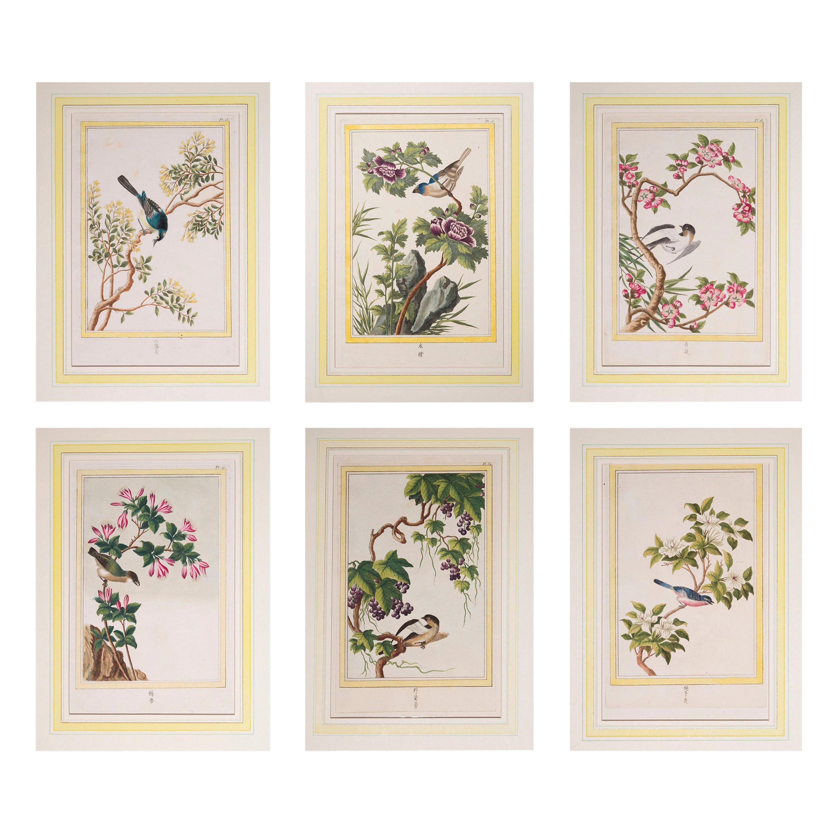18th Century Botanical Prints Engravings, by P.J. Buchoz, 1776