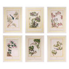 Antique 18th Century Botanical Prints Engravings, by P.J. Buchoz, 1776