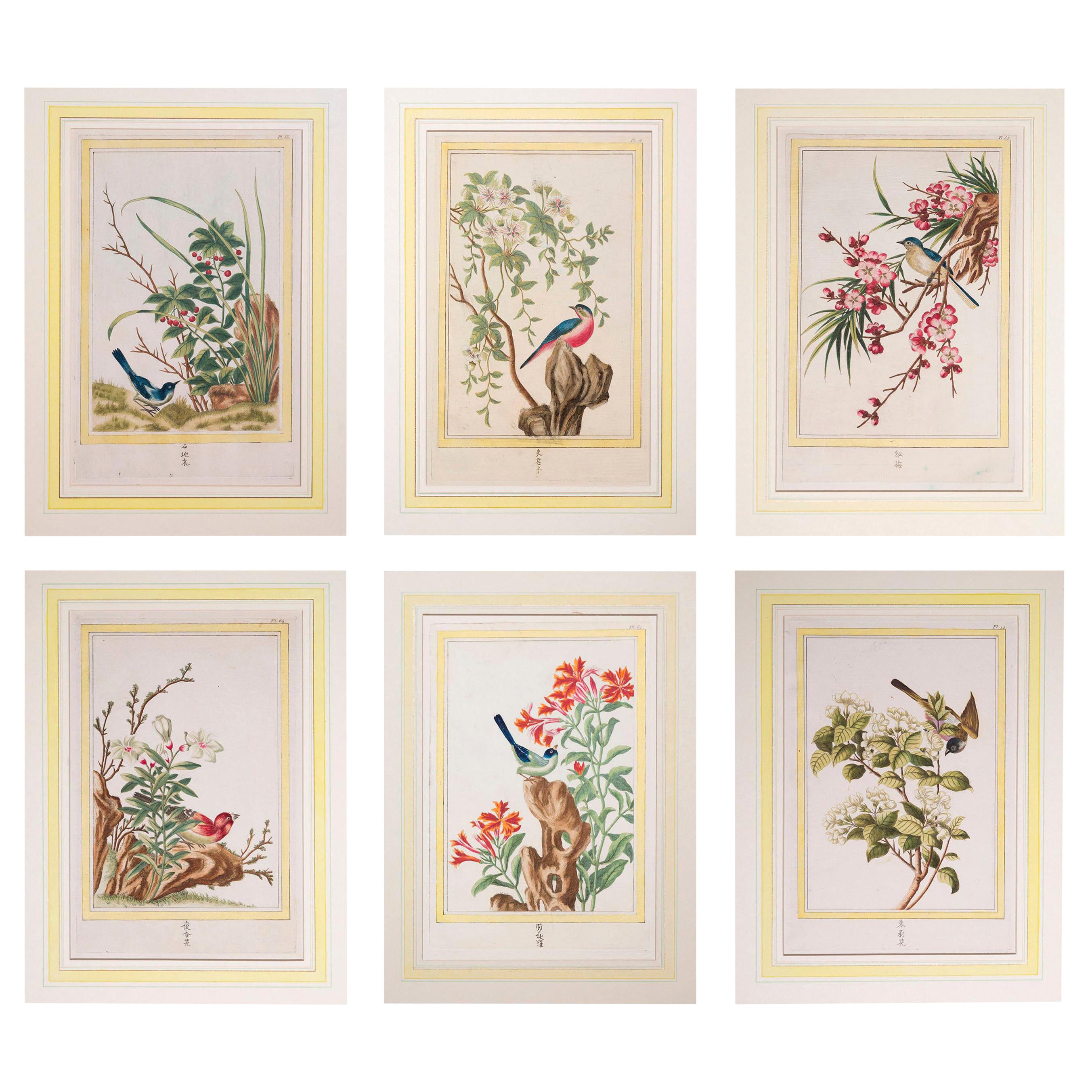 18th Century Hand-Colored Botanical Prints, P.J. Buchoz, 1776