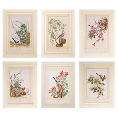 Antique 18th Century Hand-Colored Botanical Prints, P.J. Buchoz, 1776