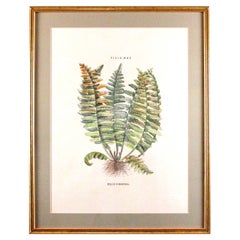 Original Vintage Custom Botanical Fern Prints with Makers Stamp