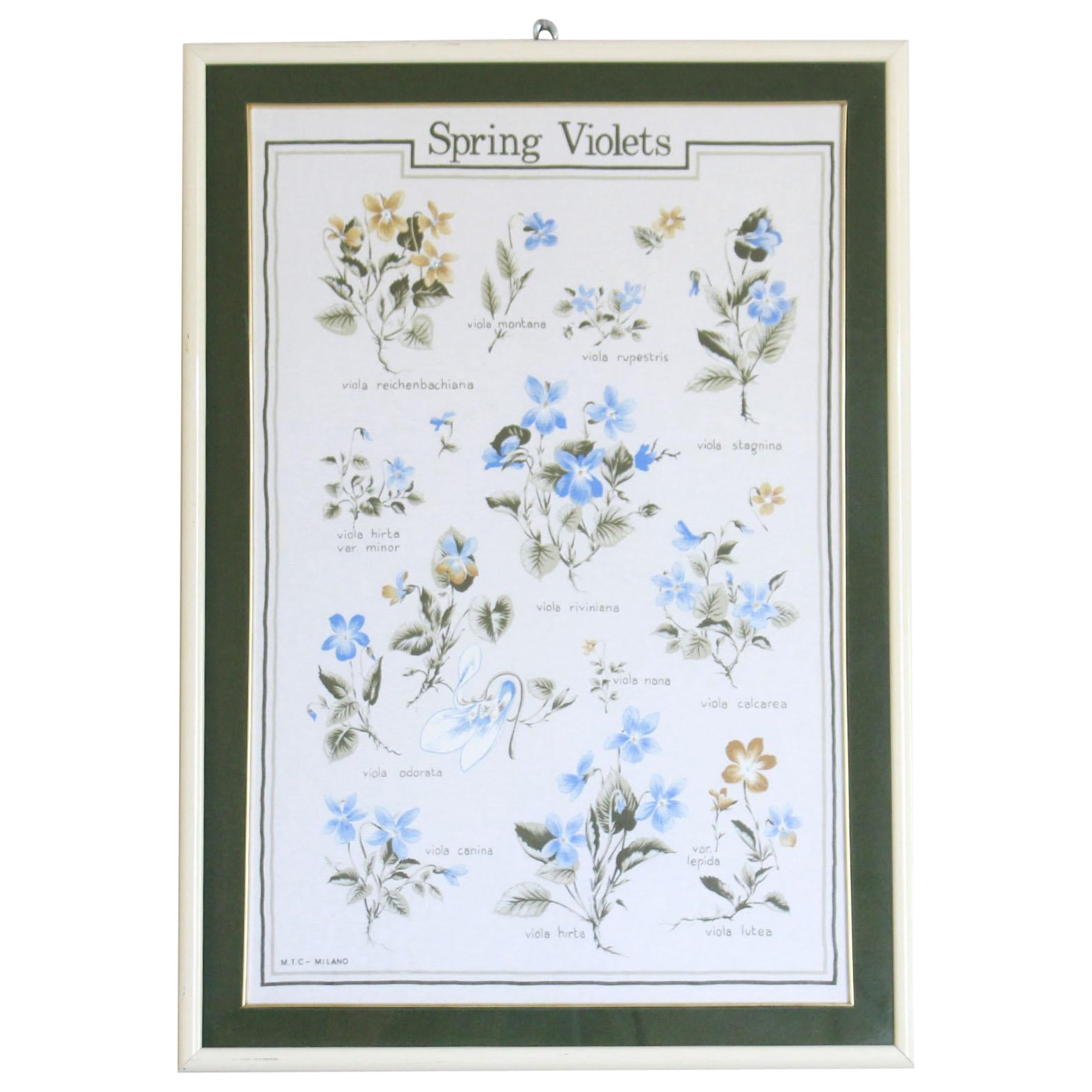 Violets Flowers Chart wall Poster , Italy 1960s For Sale