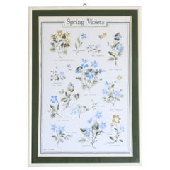 Violets Flowers Chart wall Poster , Italy 1960s