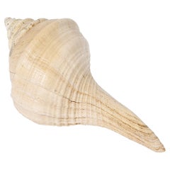 Very Large Natural Conch Shell, Pacific Ocean, 1970’s