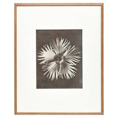 Karl Blossfeldt, photogravure de fleurs noires et blanches, photographie botanique, 1942