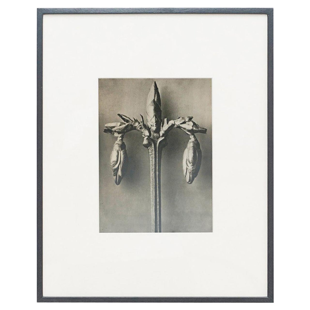 Karl Blossfeldt, photogravure de fleurs noires et blanches, photographie botanique, 1942 en vente