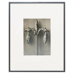 Karl Blossfeldt Schwarz-Weiß-Blumen-Fotogravur, botanische Fotografie, 1942