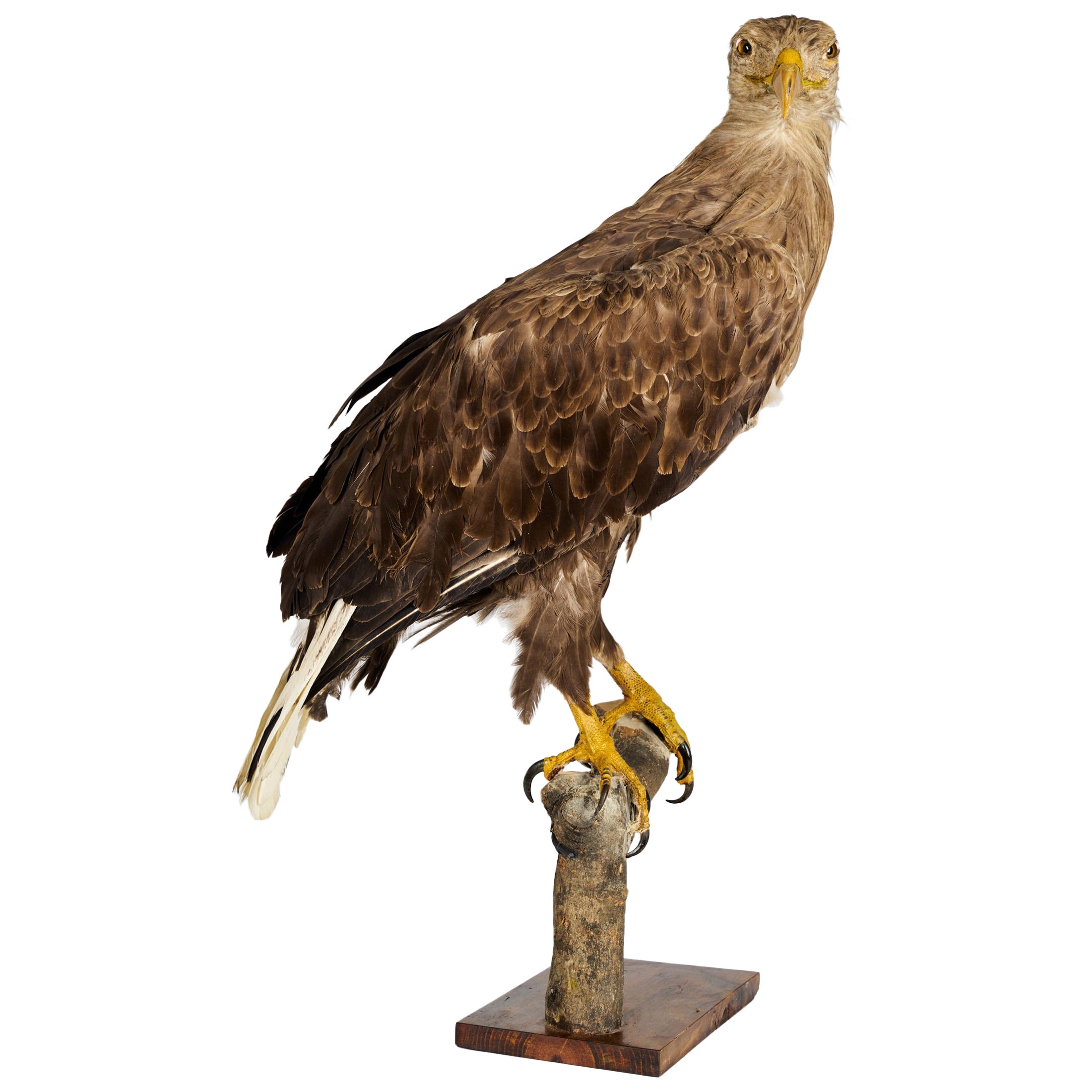 White Tailed Eagle 'Haliaeetus Albicilla' Mounted on a Branch, 1959 For Sale