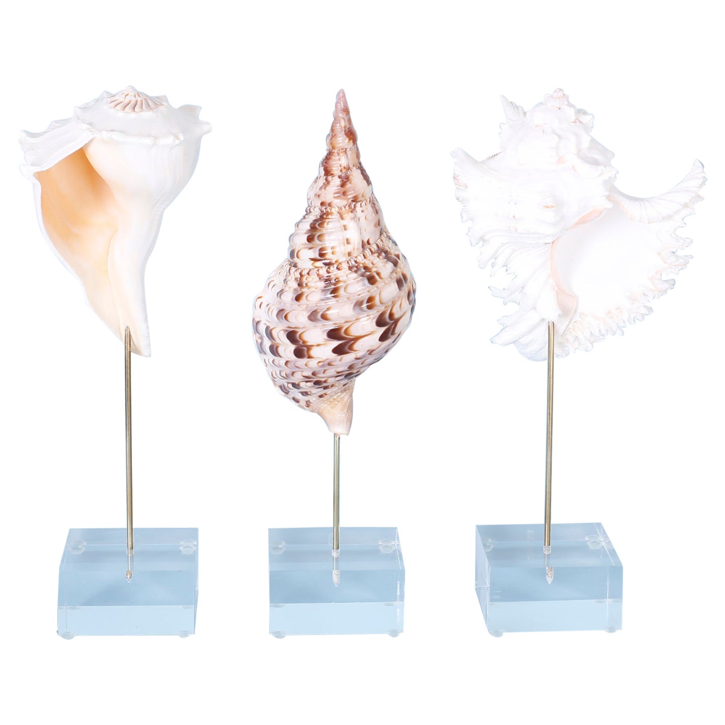 Trois coquillages sur socle en lucite, prix individuel