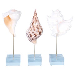 Three Seashells on Lucite Stands, Priced Individually