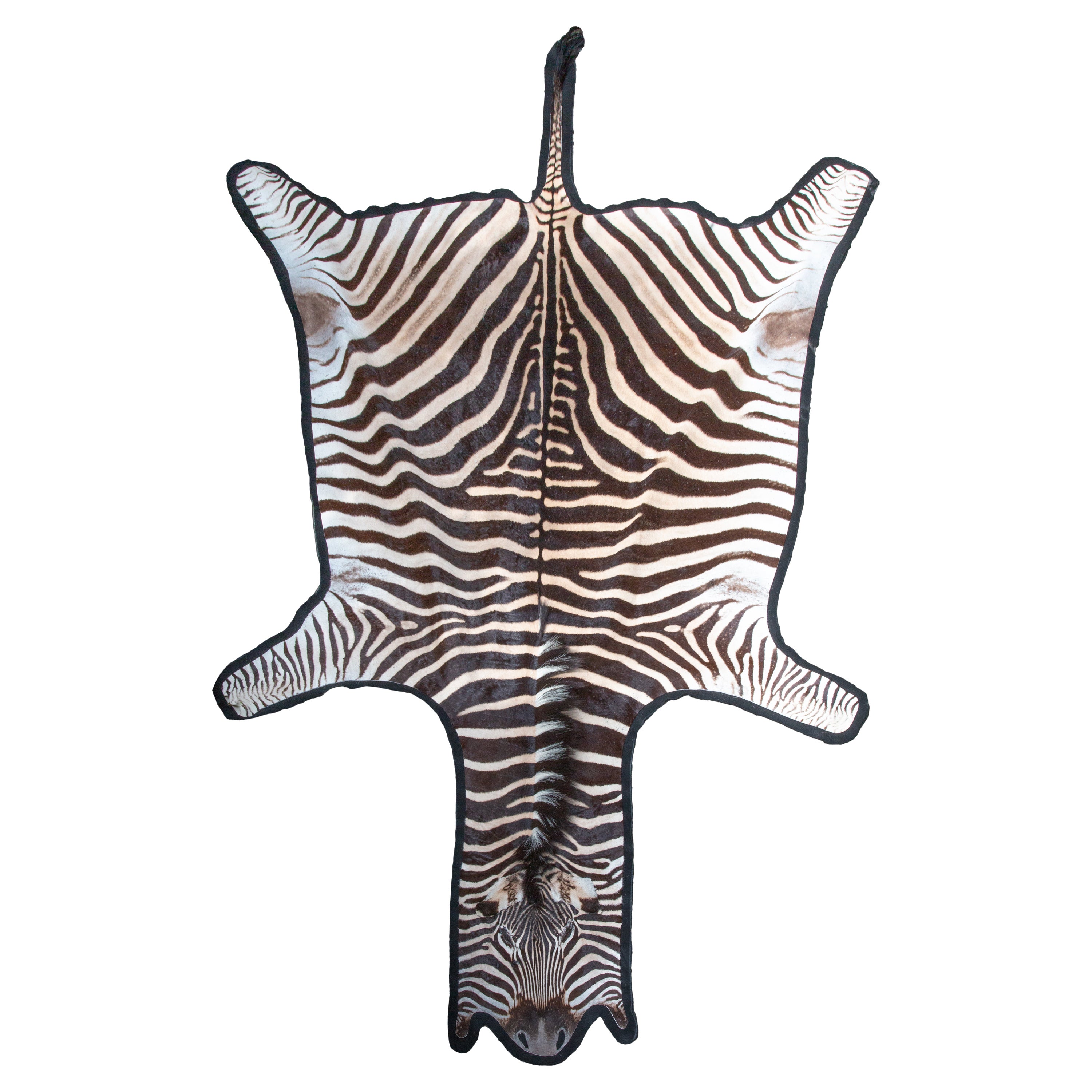 Grade A Equus Burchell Zebra Skin Rug For Sale at 1stDibs
