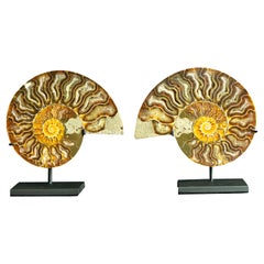Mounted Ammonite 5" Pair