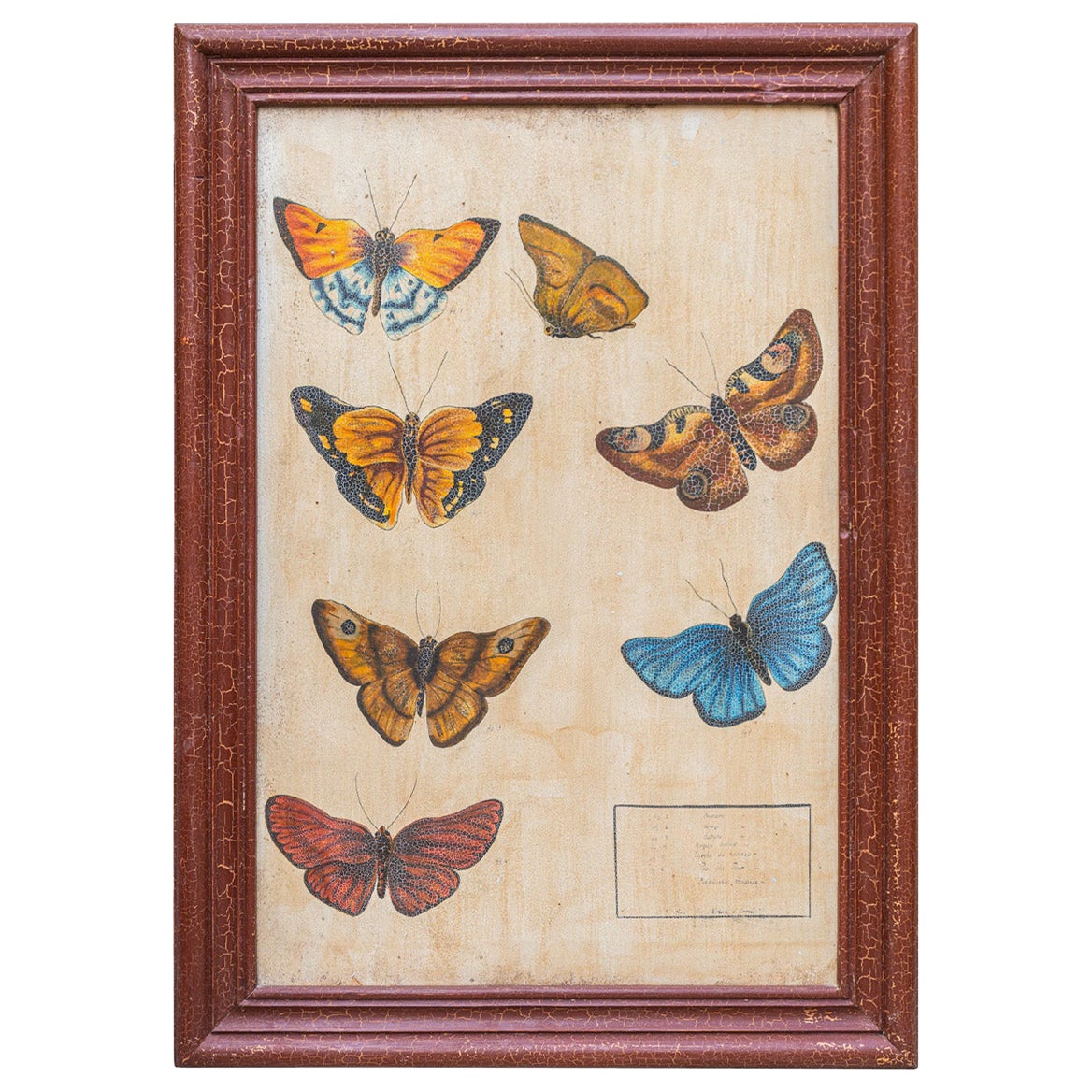 Entomology, Study of Butterflies According to Nature, circa 1950, France