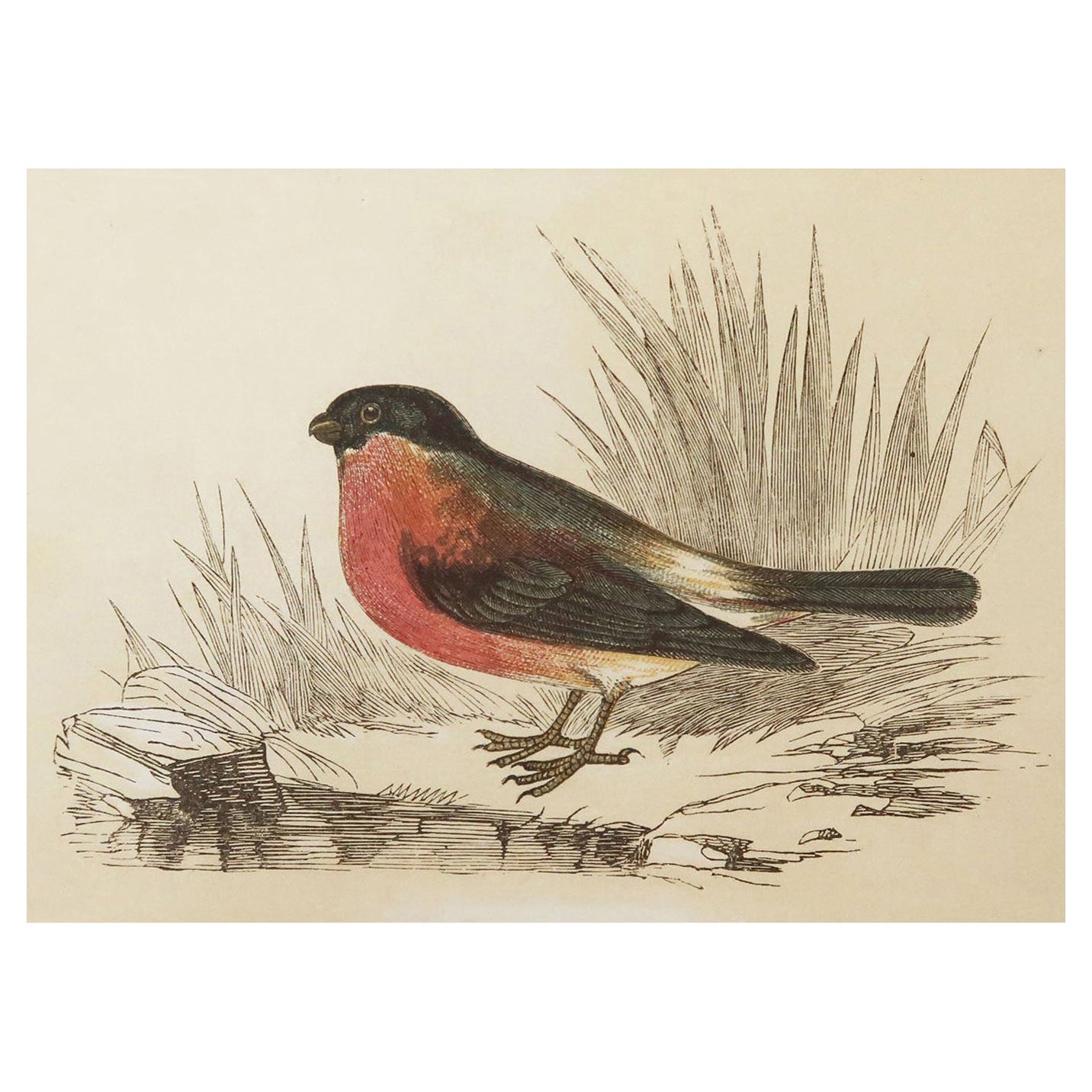 Original Antique Bird Print, the Bullfinch, Tallis, circa 1850