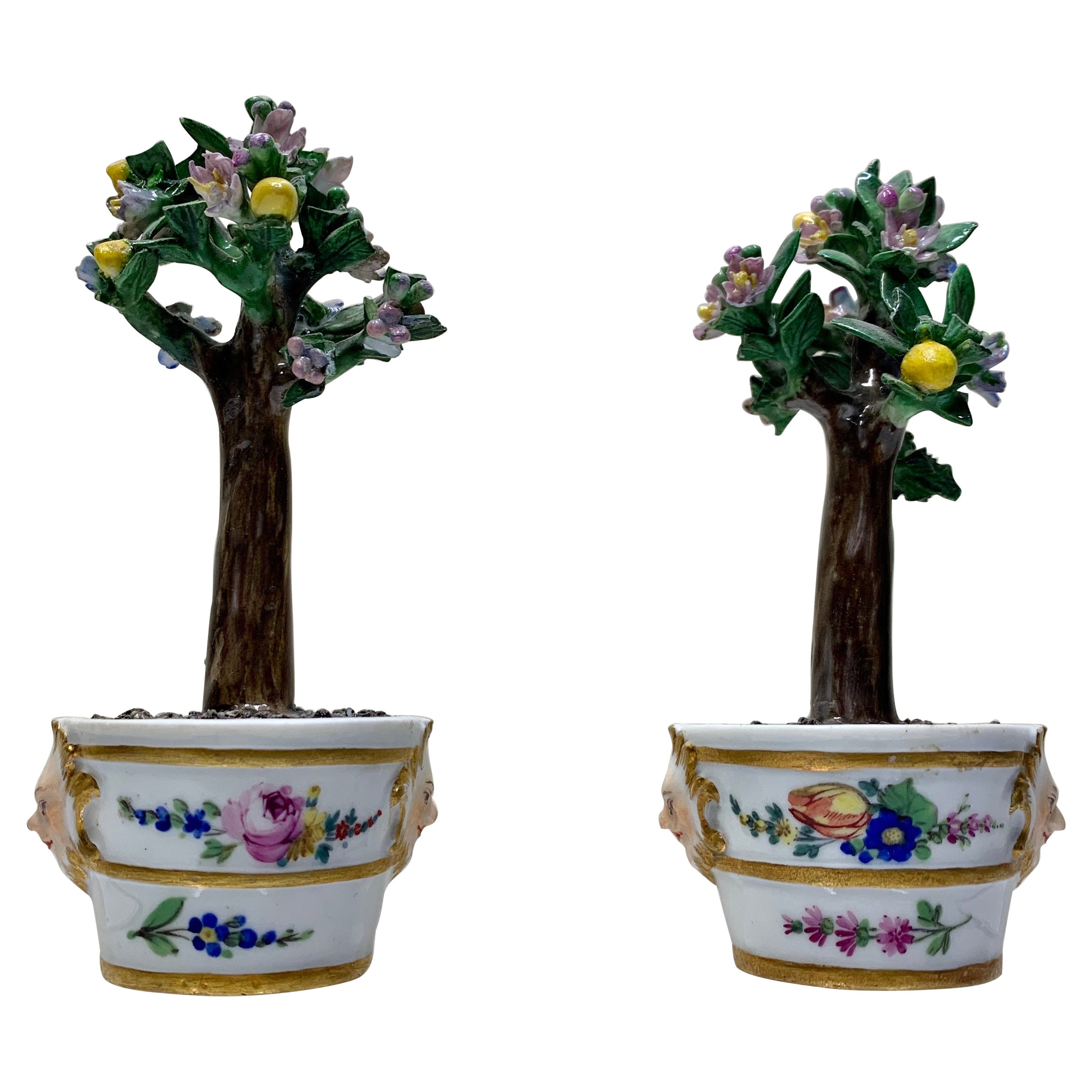 Rare Pair Meissen Marcolini Lemon Trees in Tubs Circa 1790 Porcelain For Sale