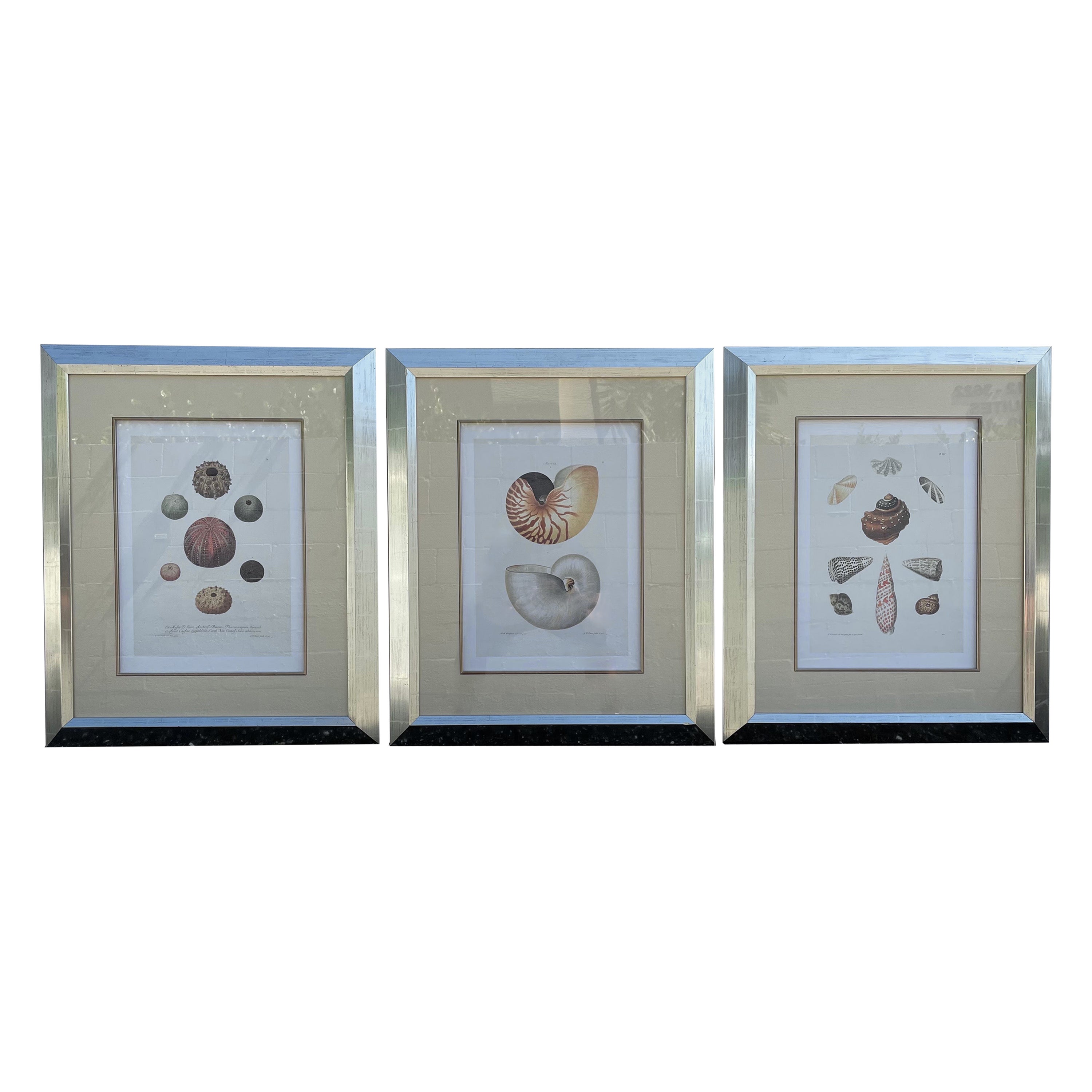 Set of Three Hand Colored Shell Engravings