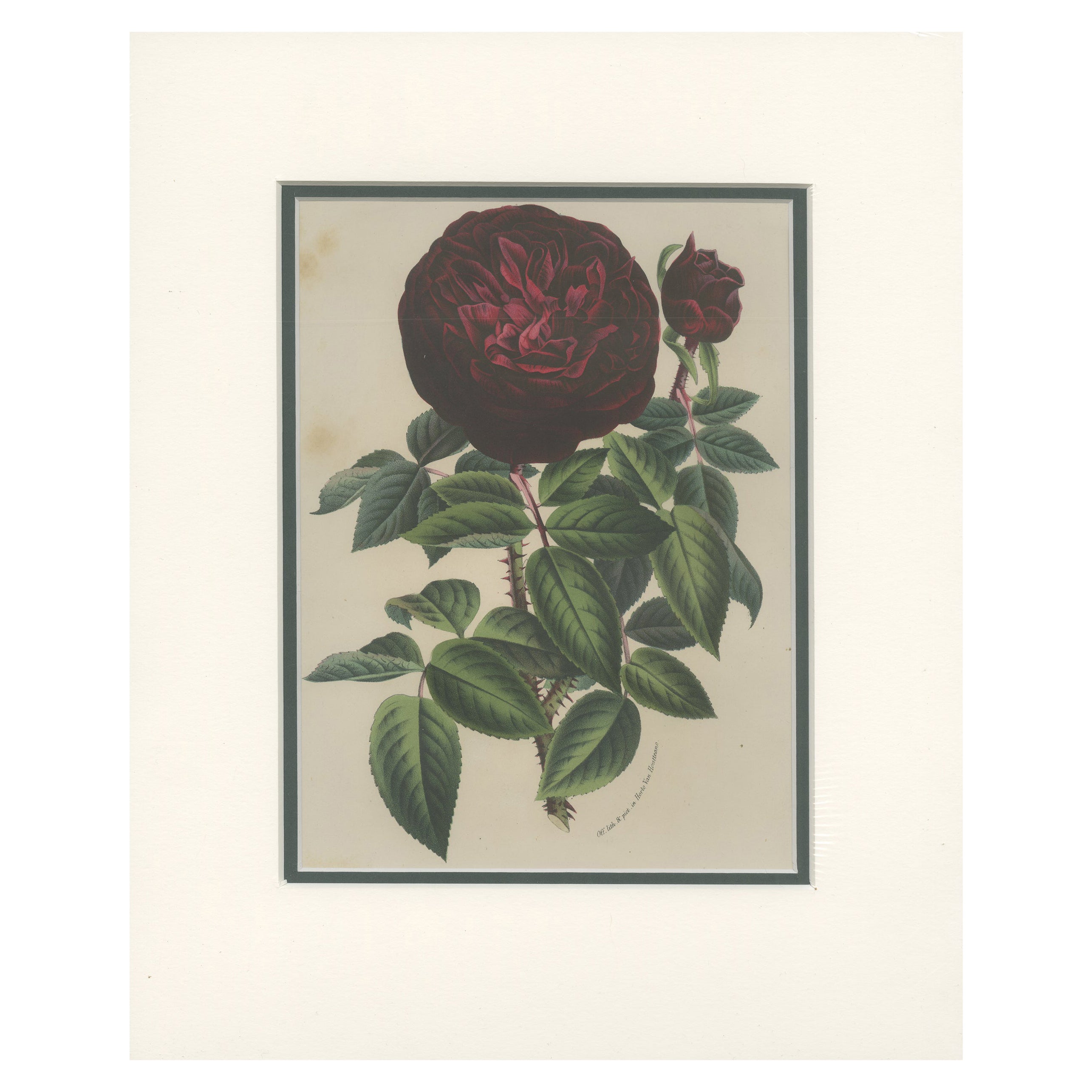 Impression botanique ancienne d'une rose par Van Houtte, vers 1880