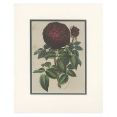 Impression botanique ancienne d'une rose par Van Houtte, vers 1880