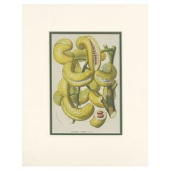 Stampa antica di botanica della Decaisnea di Van Houtte 'c.1845