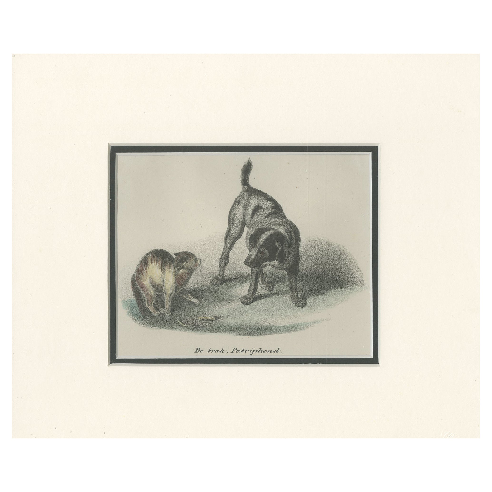 Antiker Druck eines Partridge-Hundes von Schinz '1845'