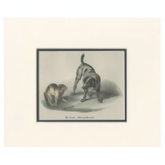 Antique Print of a Partridge Dog by Schinz '1845'