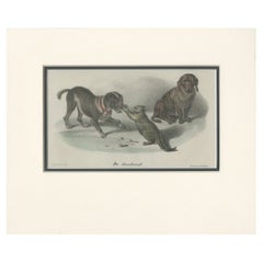 Antique Print of a Dachshund by Schinz '1845'