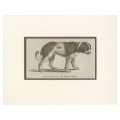 Antique Print of a Saint Bernard Dog by Schinz '1845'