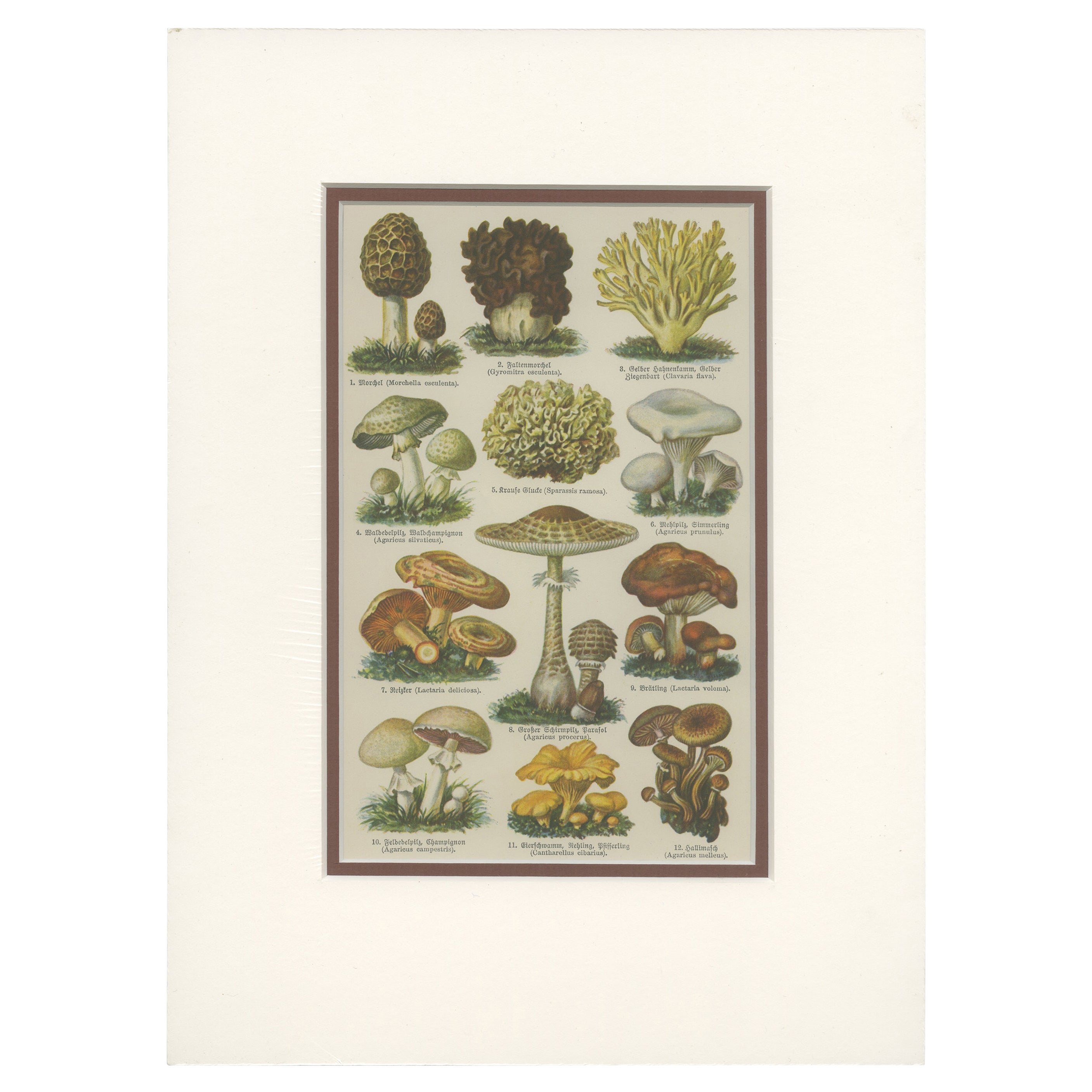 Impression ancienne de divers champignons, vers 1895