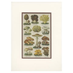 Antique Print of Various Mushrooms 'c.1895'