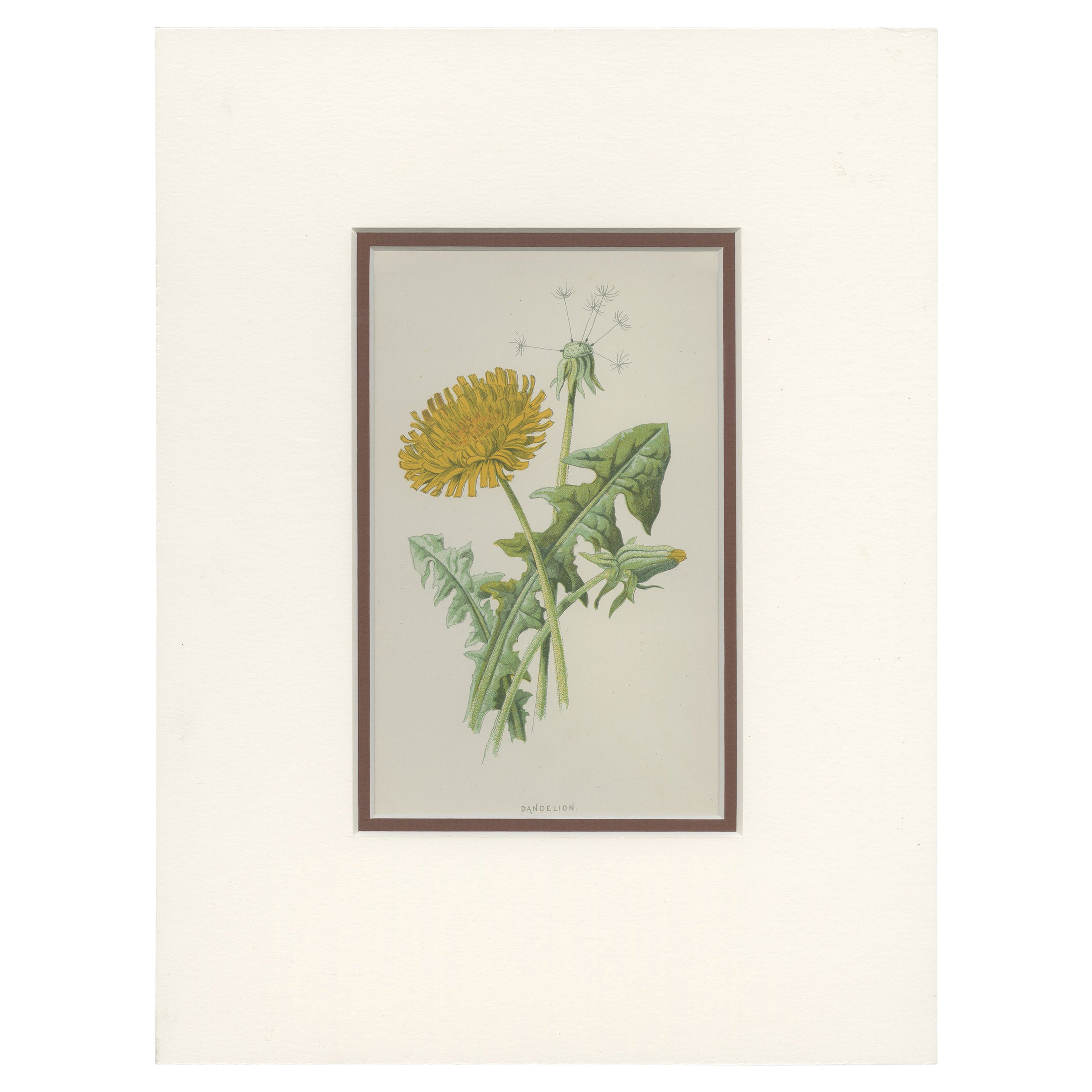 Antique Botany Print of a Dandelion by Hulme 'c.1895' For Sale