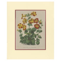 Used Botany Print of the Mimulus Luteus by Severeyns 'c.1875'