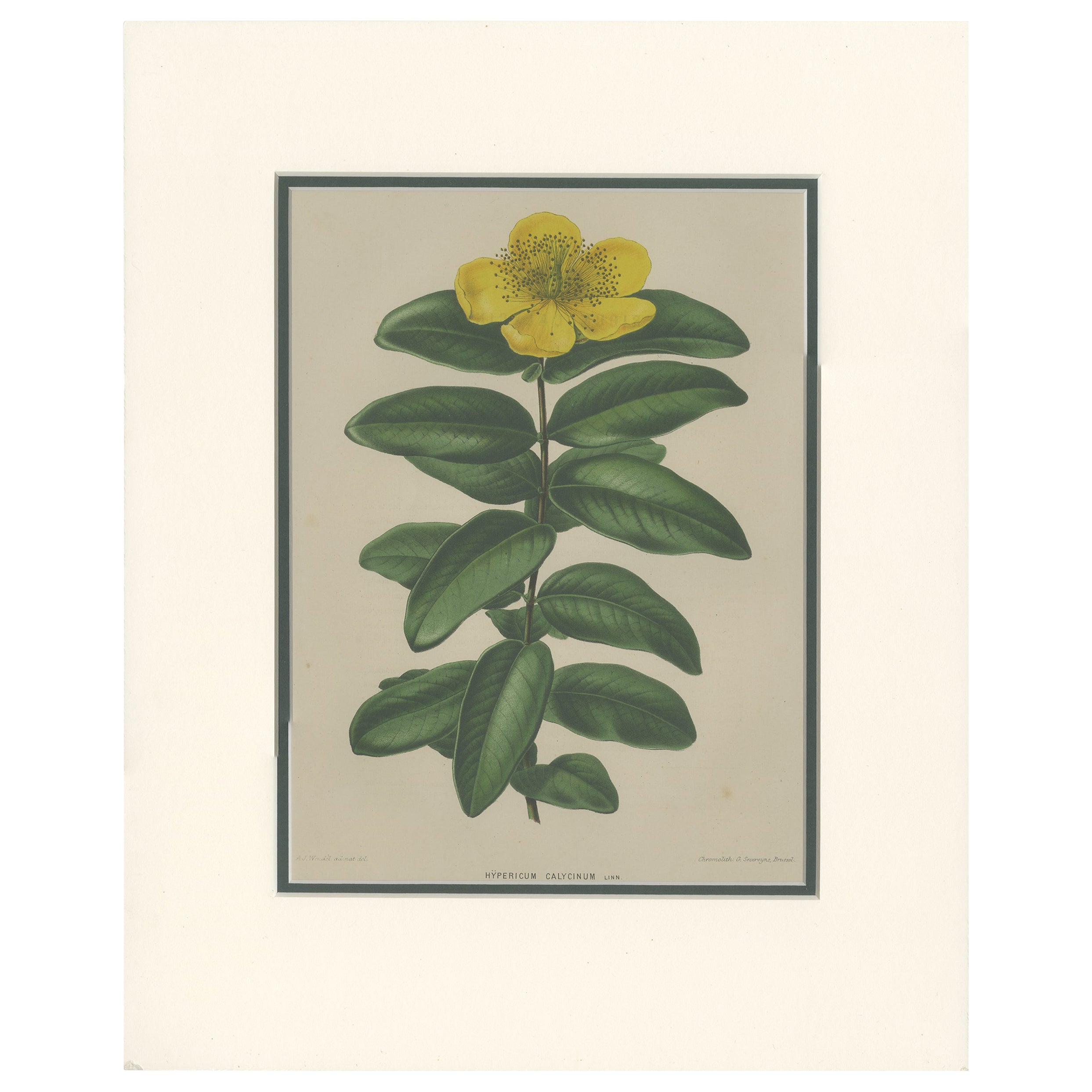 Antiker antiker Botanikdruck des Hypericum Calycinum von Severeyns, um 1875