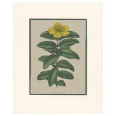 Antique Botany Print of the Hypericum Calycinum by Severeyns 'c.1875'