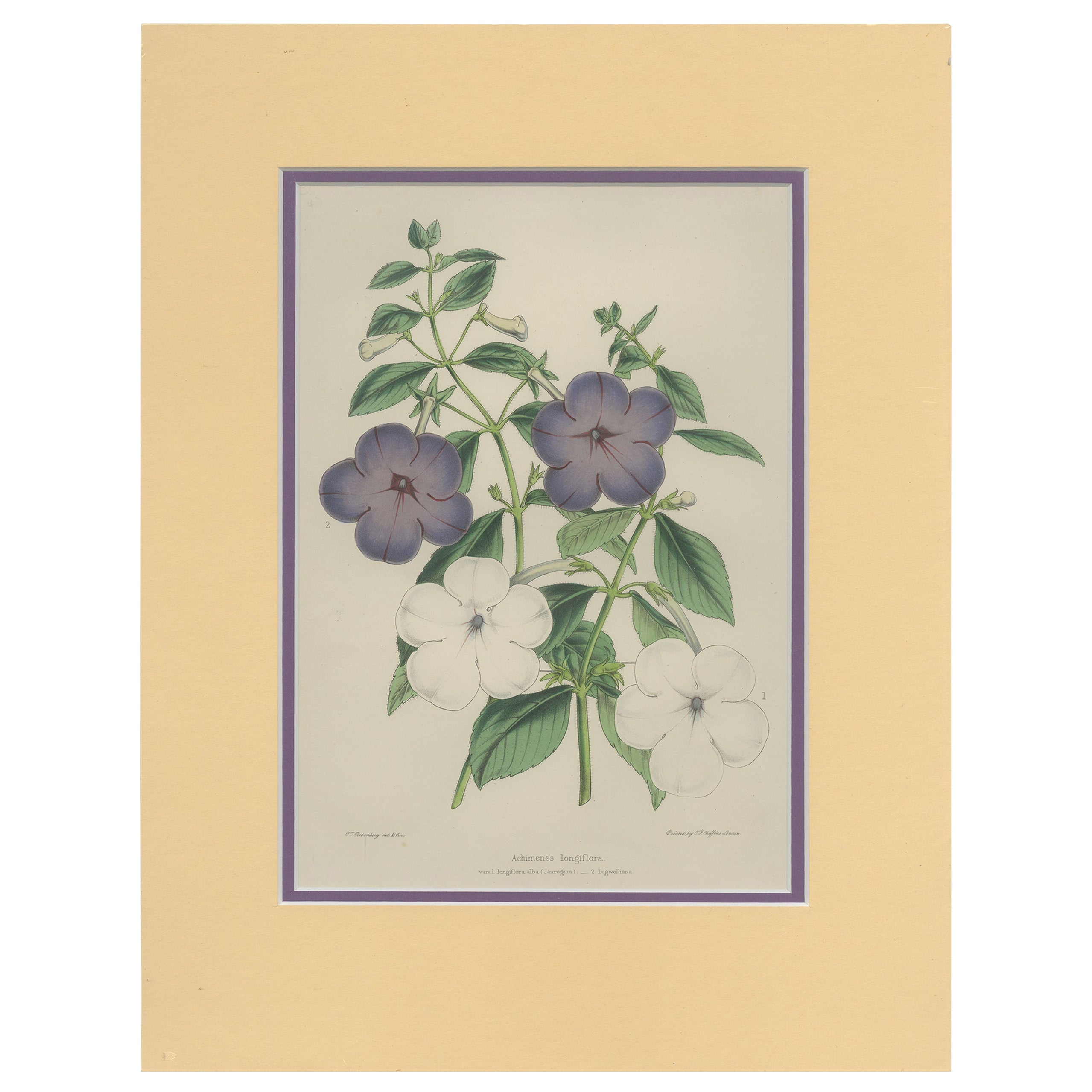 Beauty Botanical: Antique Print of Achimenes Longiflora from 1850 en vente