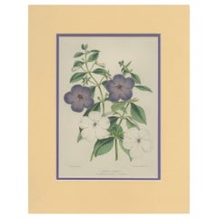 Beauty Botanical: Antique Print of Achimenes Longiflora from 1850