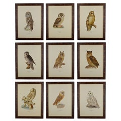 Collection of Nine 20th Century Swedish Owl Chromolithographs