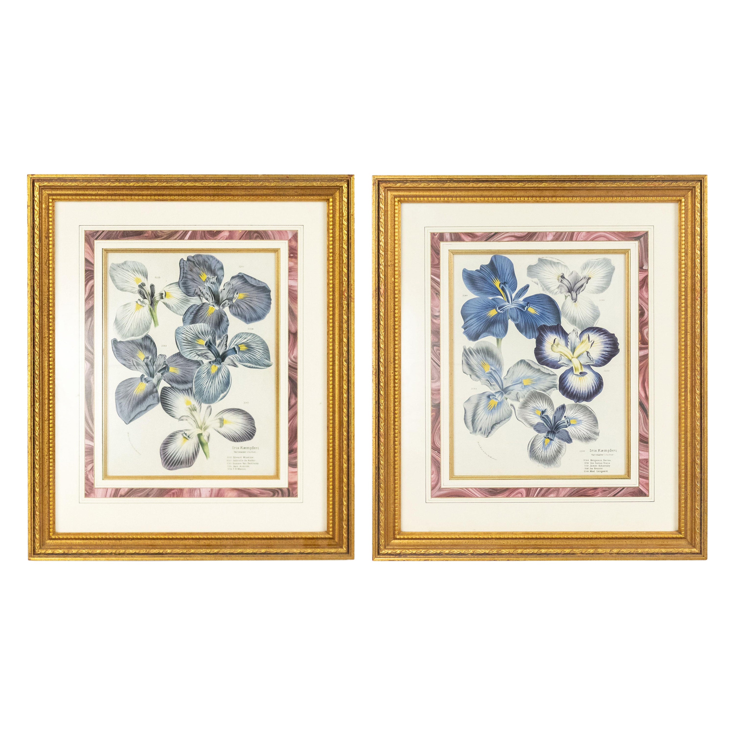 Pair of Continental Belgian Iris Lithographs For Sale