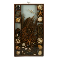 Retro Sea Life and Shell Diorama /Shadow Box