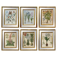 Set of Six Besler Hand Colored Botanicals in Mirrored Frames