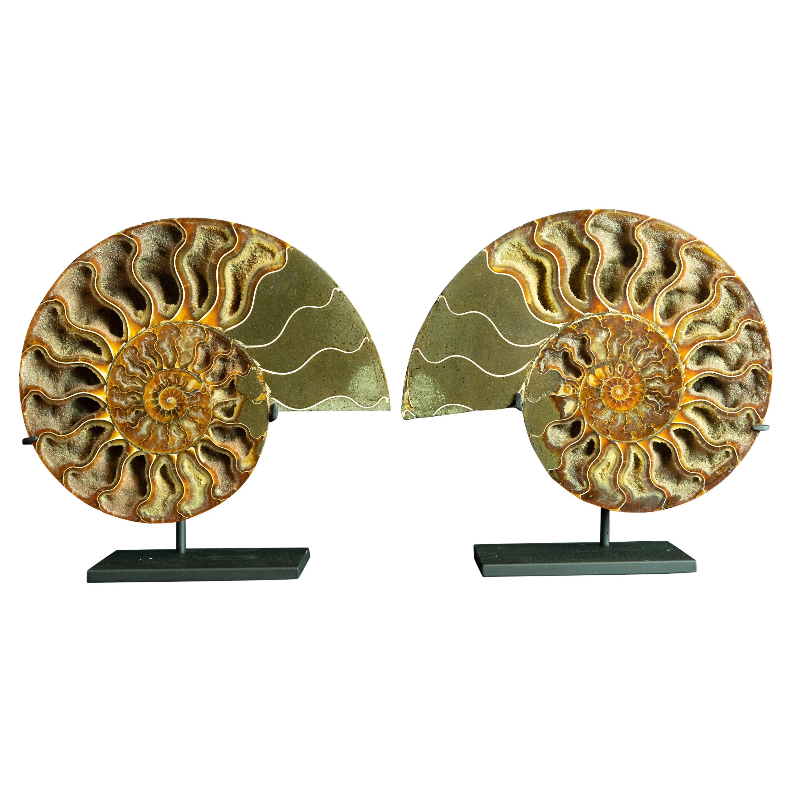 Mounted Ammonite Pair