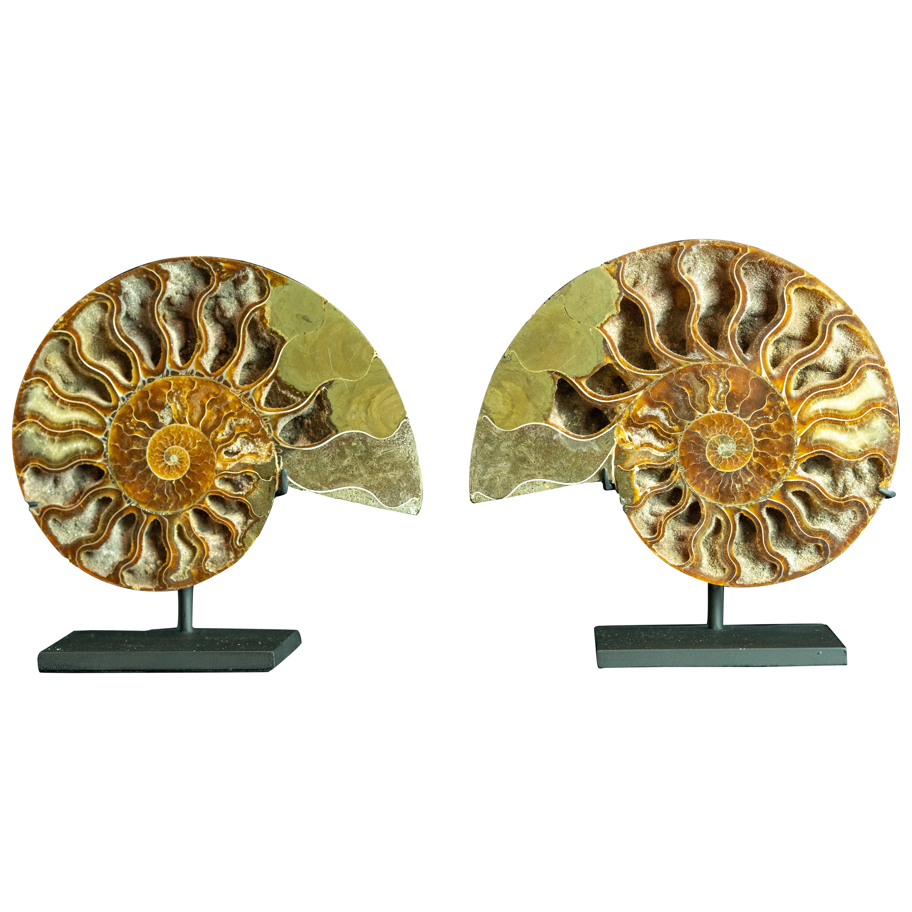 Mounted Ammonite 6" Pair