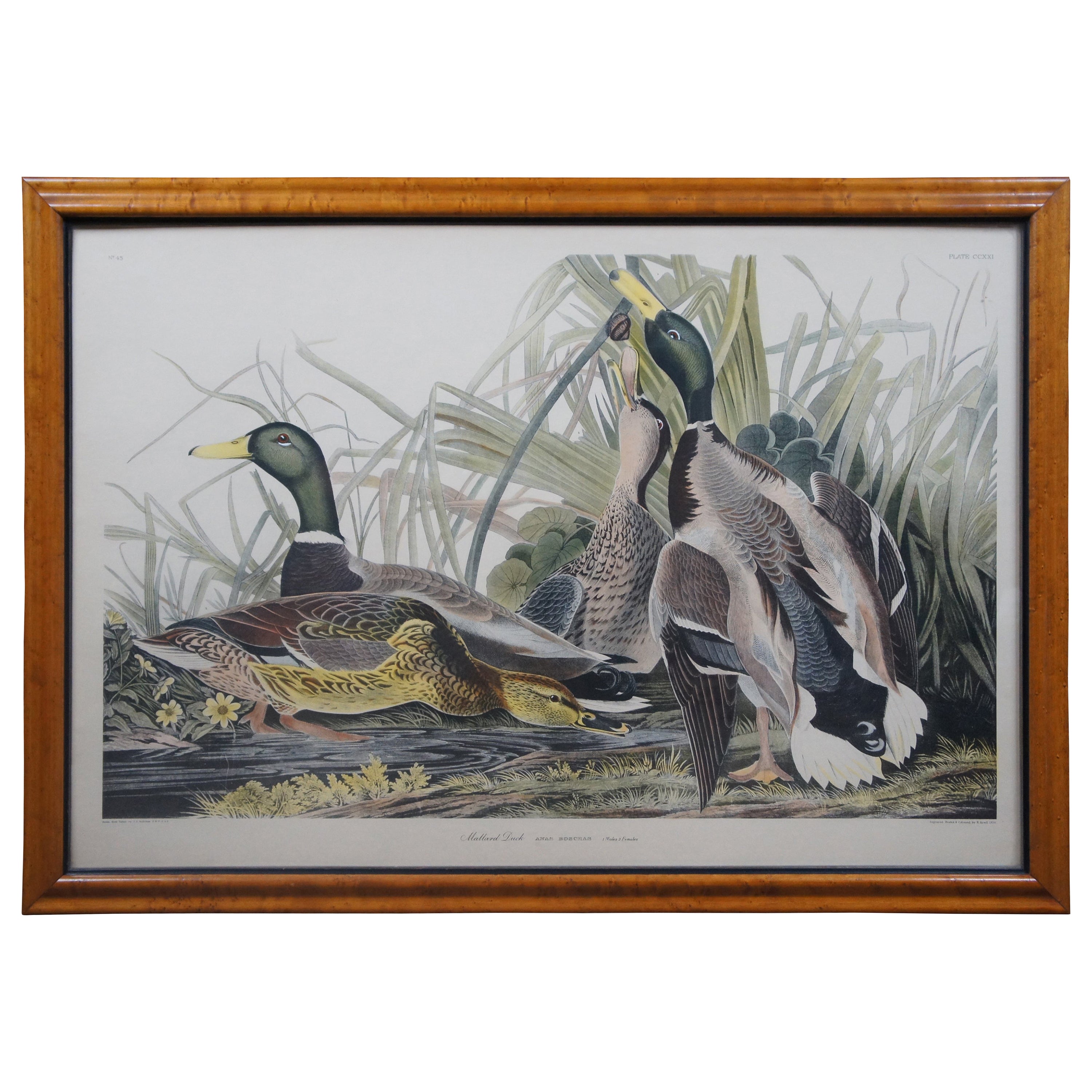 Antique Robert Havell 1836 Mallard Duck Engraving Audubon Realism Framed