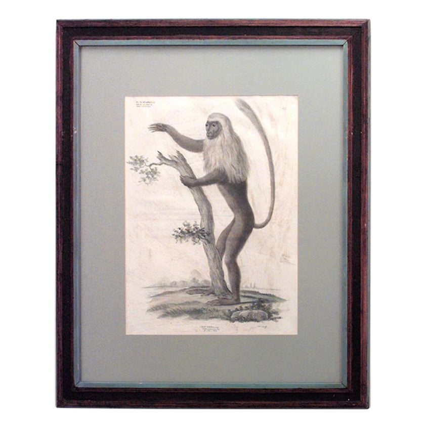 Gravure française victorienne encadrée d'un singe