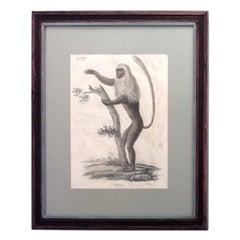 Antique French Victorian Framed Engraving of a Monkey