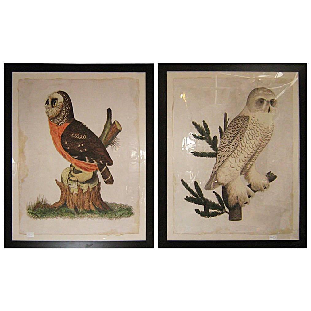 Owl Prints For Sale