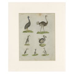 Antique Print of Various Birds, Ostrich, Dodo, Penguin 'C.1800'